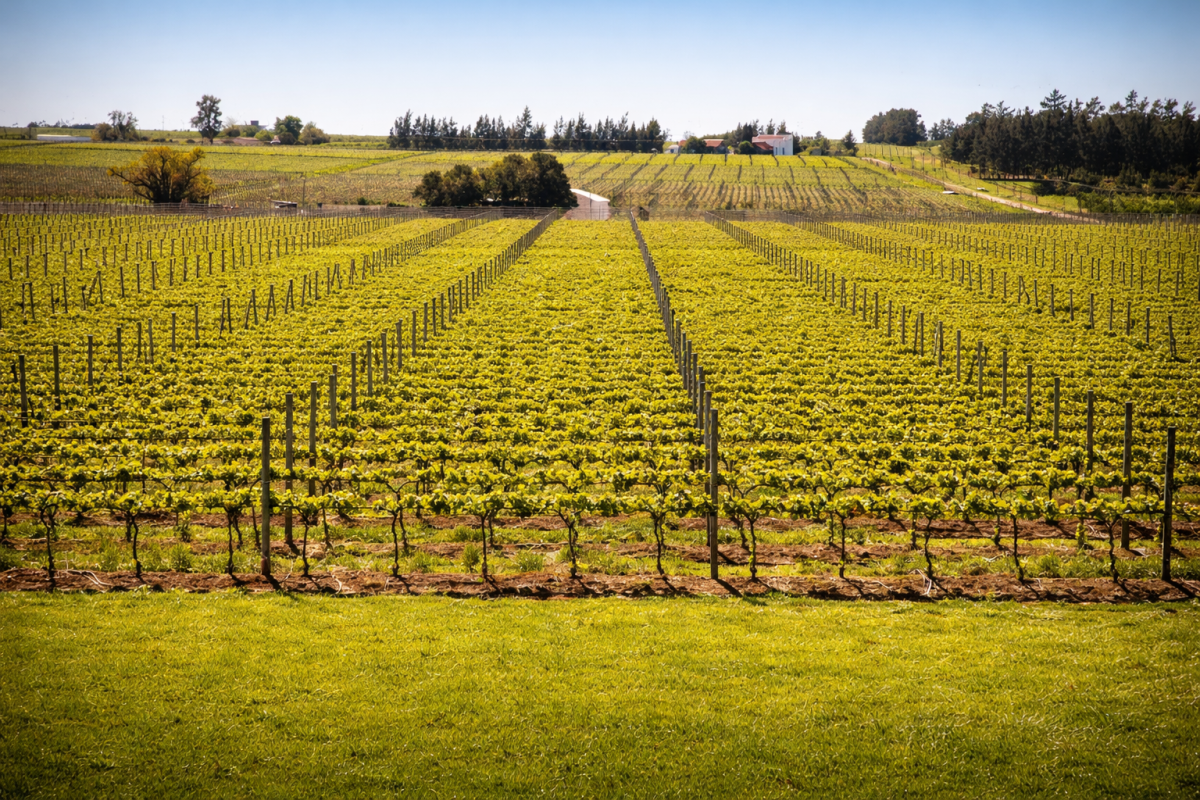 Imagem de um de nossos vinhedos em Paso Cuello na primavera.