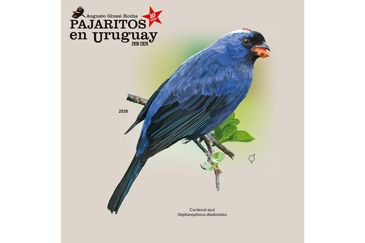Cardenal azul (Stephanophorus diadematus) no presenta dimorfismo sexual aparente