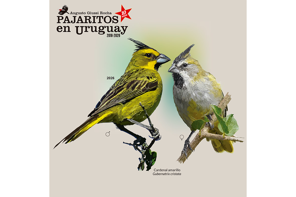 Cardenal amarillo (Gubernatrix cristata) macho y hembra