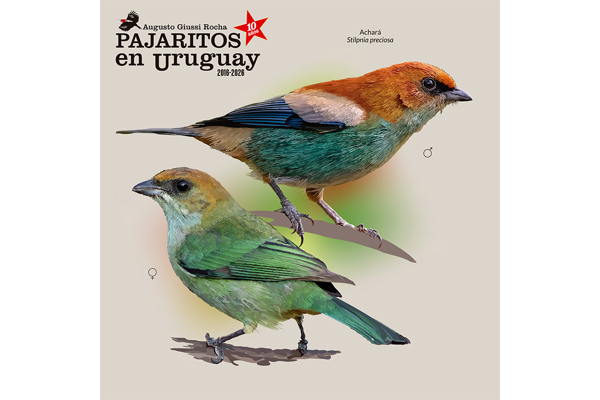 Achará (Stilpnia preciosa) macho y hembra