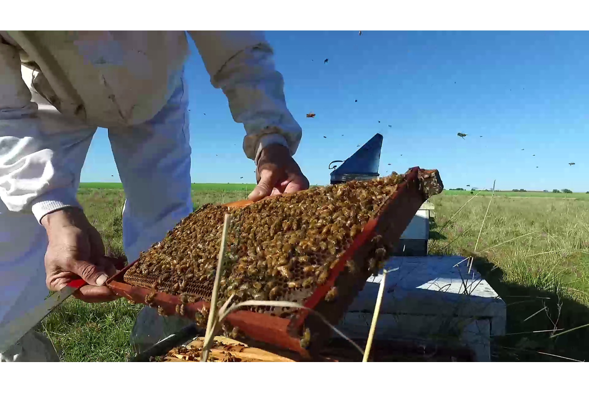 100% Uruguayan honey