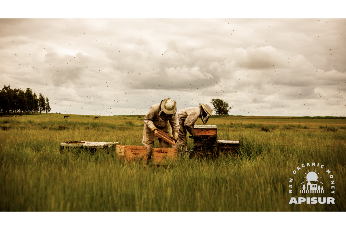 Apisur - Uruguay beekeeping