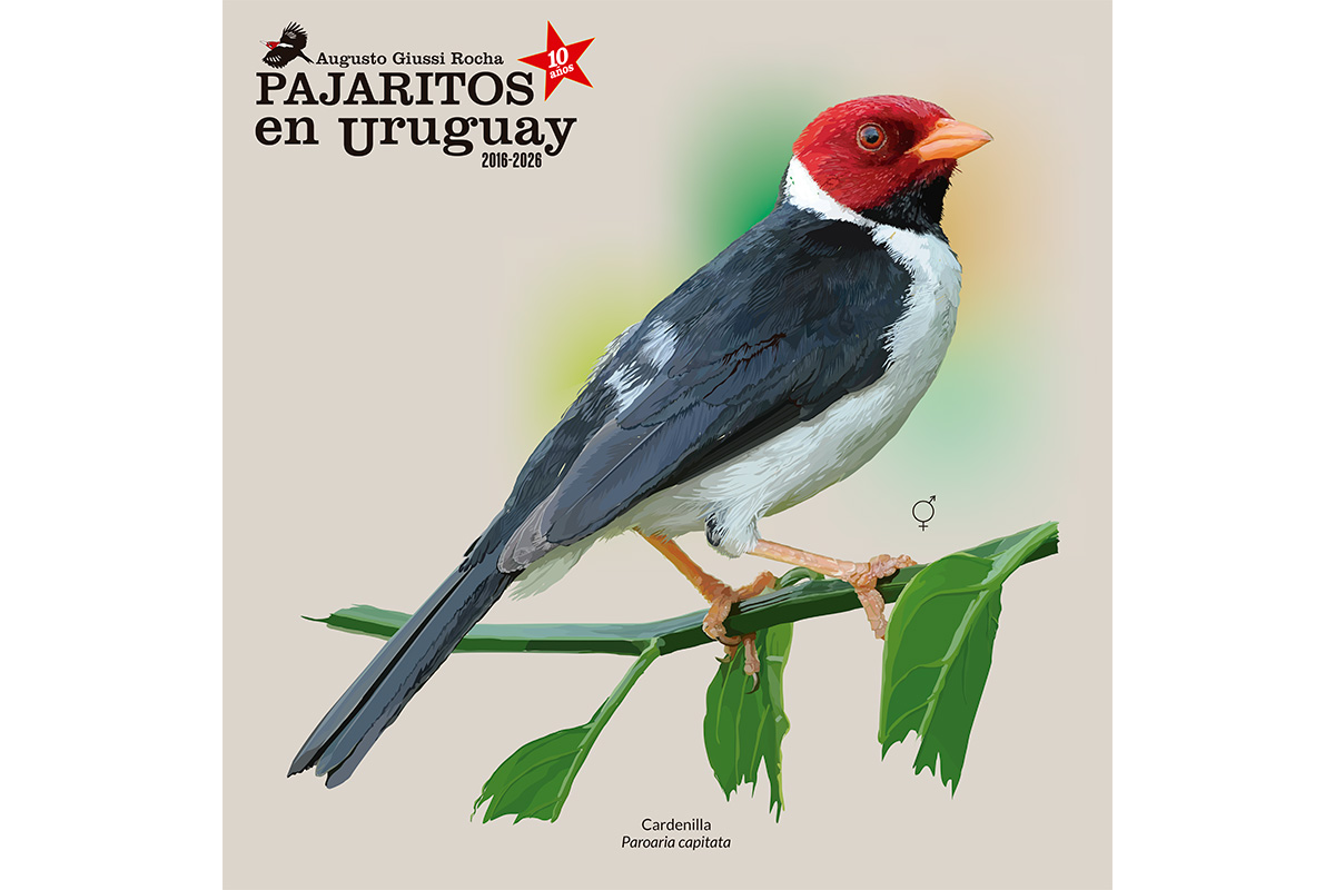 Cardenilla (Paroaria capitata) no presenta dimorfismo sexual aparente