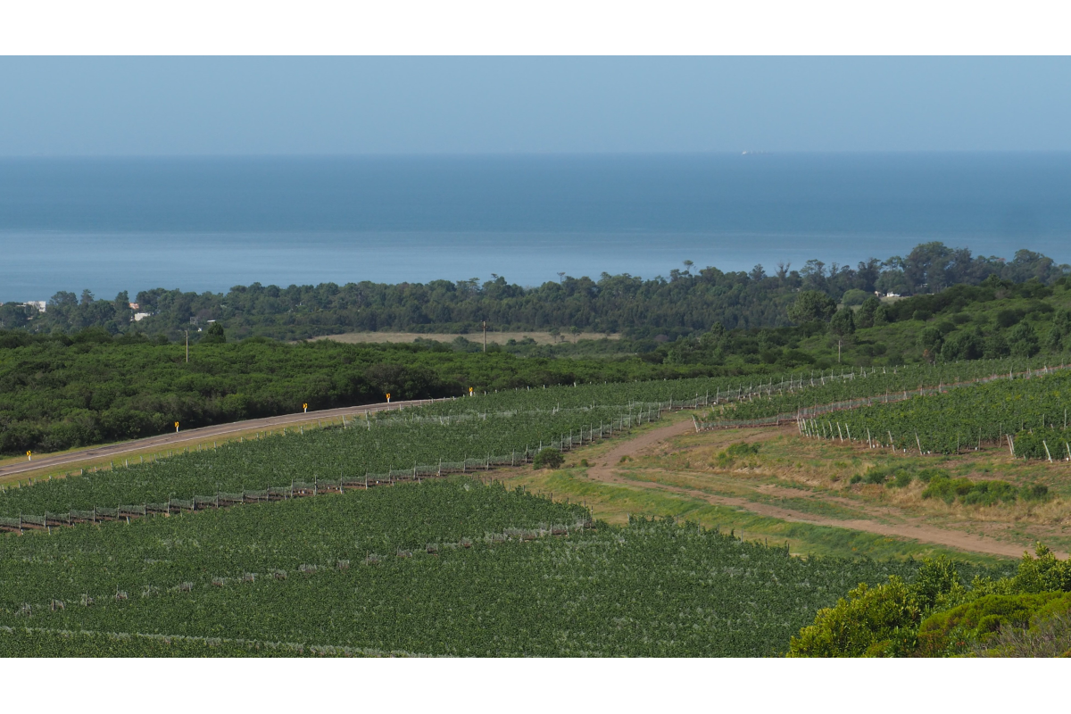 Vineyard